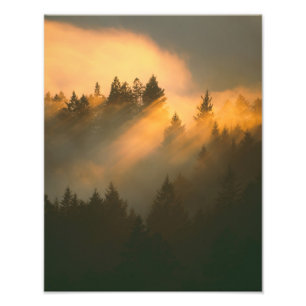 Kustnevel met sequoia's, Marin County, Foto Afdruk