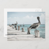 Kustoceaan Pelikaan Briefkaart (Voorkant / Achterkant)