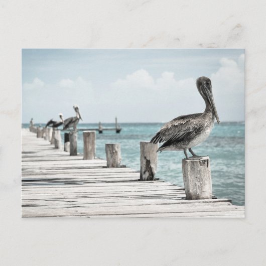 Kustoceaan Pelikaan Briefkaart (Voorkant)