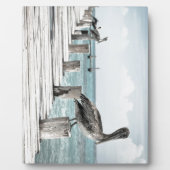 Kustoceaan Pelikaan Fotoplaat (Voorkant)