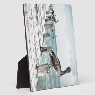 Kustoceaan Pelikaan Fotoplaat