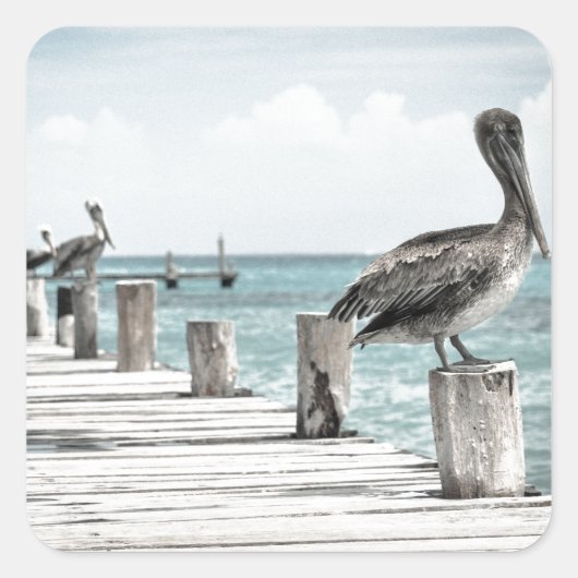 Kustoceaan Pelikaan Vierkante Sticker (Voorkant)