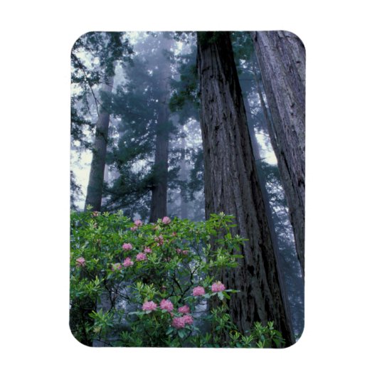 Kustredwoods en Rododendrons Magneet (Verticaal)