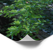Kustredwoods en Rododendrons Poster (Hoek)