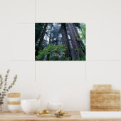 Kustredwoods en Rododendrons Poster (Keuken)
