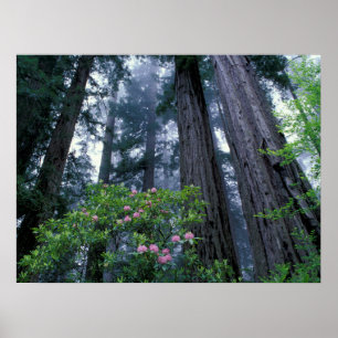 Kustredwoods en Rododendrons Poster