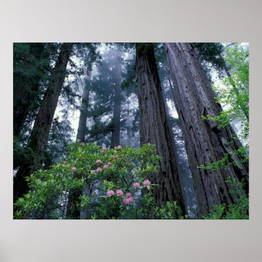 Kustredwoods en Rododendrons Poster (Voorkant)