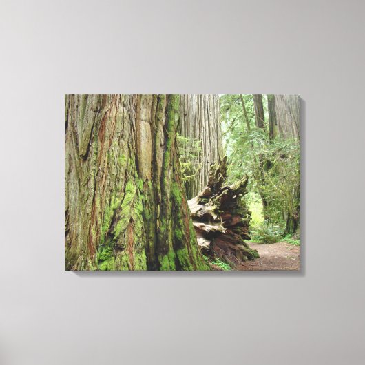 Kustroodbomen Canvas Printerbossen Afdruk (Voorkant)