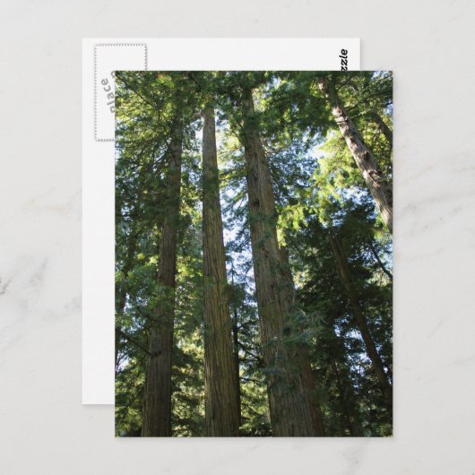 Kustroofbomen Briefkaart (Voorkant / Achterkant)