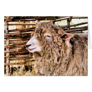 KUSTSCHAPEN