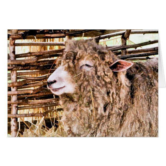 KUSTSCHAPEN (Voorkant Horizontaal)