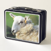 KUSTSCHAPEN (Achterkant)