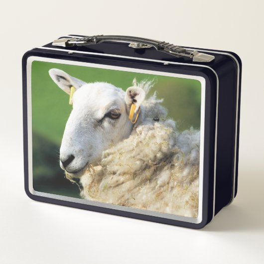 KUSTSCHAPEN (Achterkant)