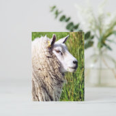 KUSTSCHAPEN BRIEFKAART (Staand voorkant)