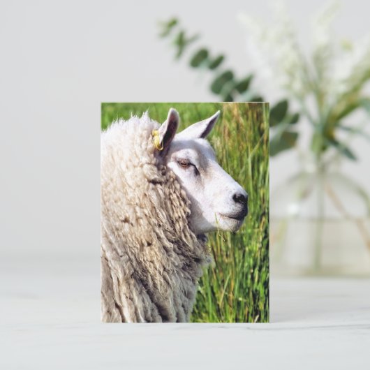 KUSTSCHAPEN BRIEFKAART (Staand voorkant)