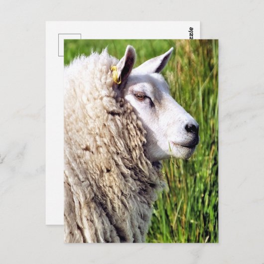 KUSTSCHAPEN BRIEFKAART (Voorkant / Achterkant)