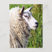 KUSTSCHAPEN BRIEFKAART (Voorkant)