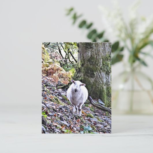 KUSTSCHAPEN BRIEFKAART (Staand voorkant)