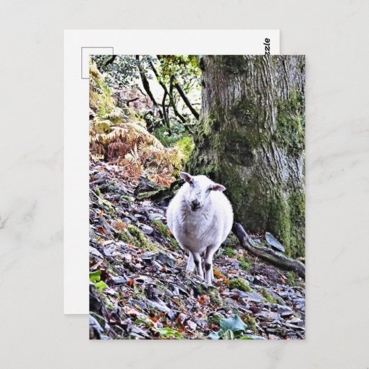 KUSTSCHAPEN BRIEFKAART (Voorkant / Achterkant)