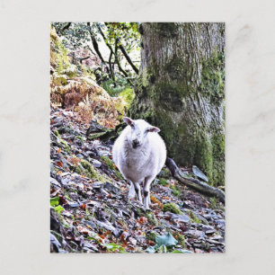 KUSTSCHAPEN BRIEFKAART