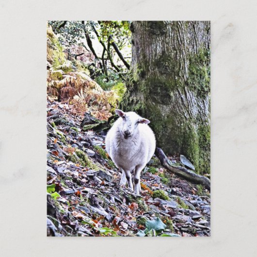 KUSTSCHAPEN BRIEFKAART (Voorkant)