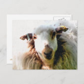 KUSTSCHAPEN BRIEFKAART (Voorkant / Achterkant)