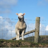 KUSTSCHAPEN BUREAUMAT