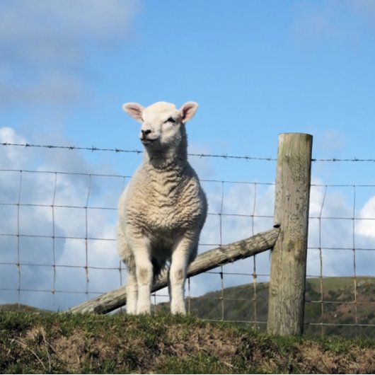 KUSTSCHAPEN BUREAUMAT
