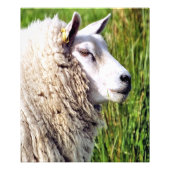 KUSTSCHAPEN FOTO AFDRUK (Voorkant)