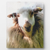 KUSTSCHAPEN FOTOPLAAT (Voorkant)