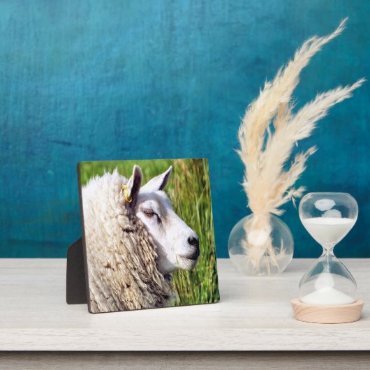 KUSTSCHAPEN FOTOPLAAT (Insitu)