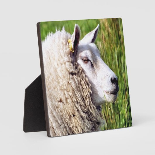 KUSTSCHAPEN FOTOPLAAT (Voorkant)