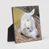 KUSTSCHAPEN FOTOPLAAT (Voorkant)