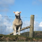 KUSTSCHAPEN GROOT CADEAUZAKJE
