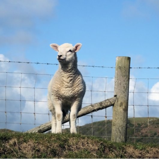 KUSTSCHAPEN GROOT CADEAUZAKJE