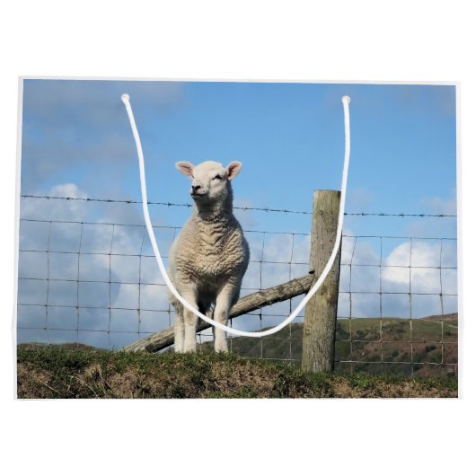 KUSTSCHAPEN GROOT CADEAUZAKJE (Achterkant)