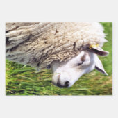 KUSTSCHAPEN INPAKPAPIER VEL (Voorkant 2)