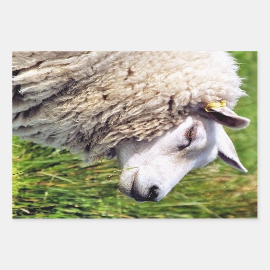 KUSTSCHAPEN INPAKPAPIER VEL (Voorkant 2)