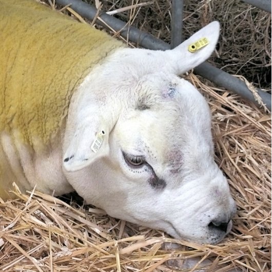 KUSTSCHAPEN INPAKPAPIER VEL