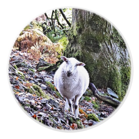 KUSTSCHAPEN KERAMISCHE KNOP (Voorkant)