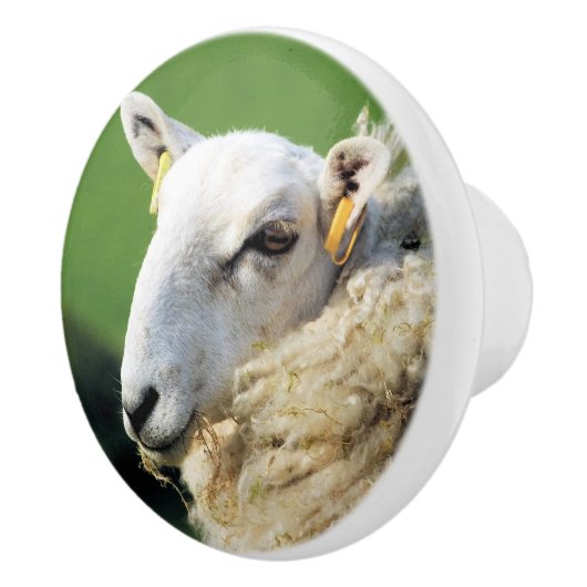 KUSTSCHAPEN KERAMISCHE KNOP (Rechts)