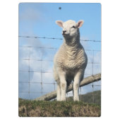 KUSTSCHAPEN KLEMBORD (Achterkant)