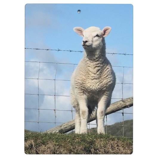 KUSTSCHAPEN KLEMBORD (Achterkant)