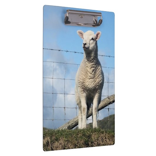 KUSTSCHAPEN KLEMBORD (Rechts)