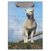 KUSTSCHAPEN KLEMBORD (Voorkant)