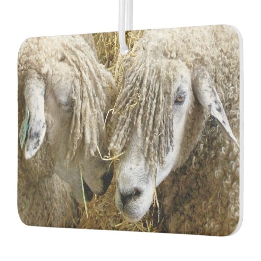 KUSTSCHAPEN LUCHTVERFRISSER (Links)