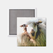 KUSTSCHAPEN MAGNEET (Voorkant / Achterkant)