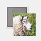 KUSTSCHAPEN MAGNEET (Voorkant / Achterkant)