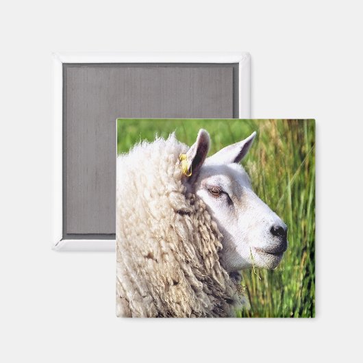 KUSTSCHAPEN MAGNEET (Voorkant / Achterkant)