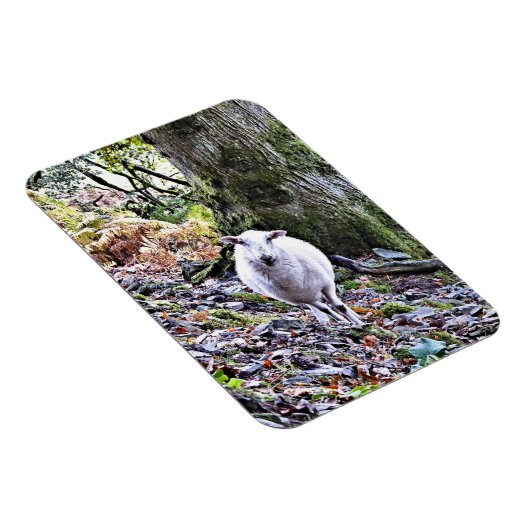 KUSTSCHAPEN MAGNEET (Rechterzijde)